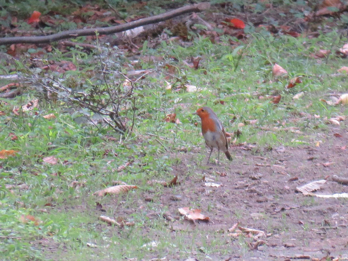 European Robin - ML477664181