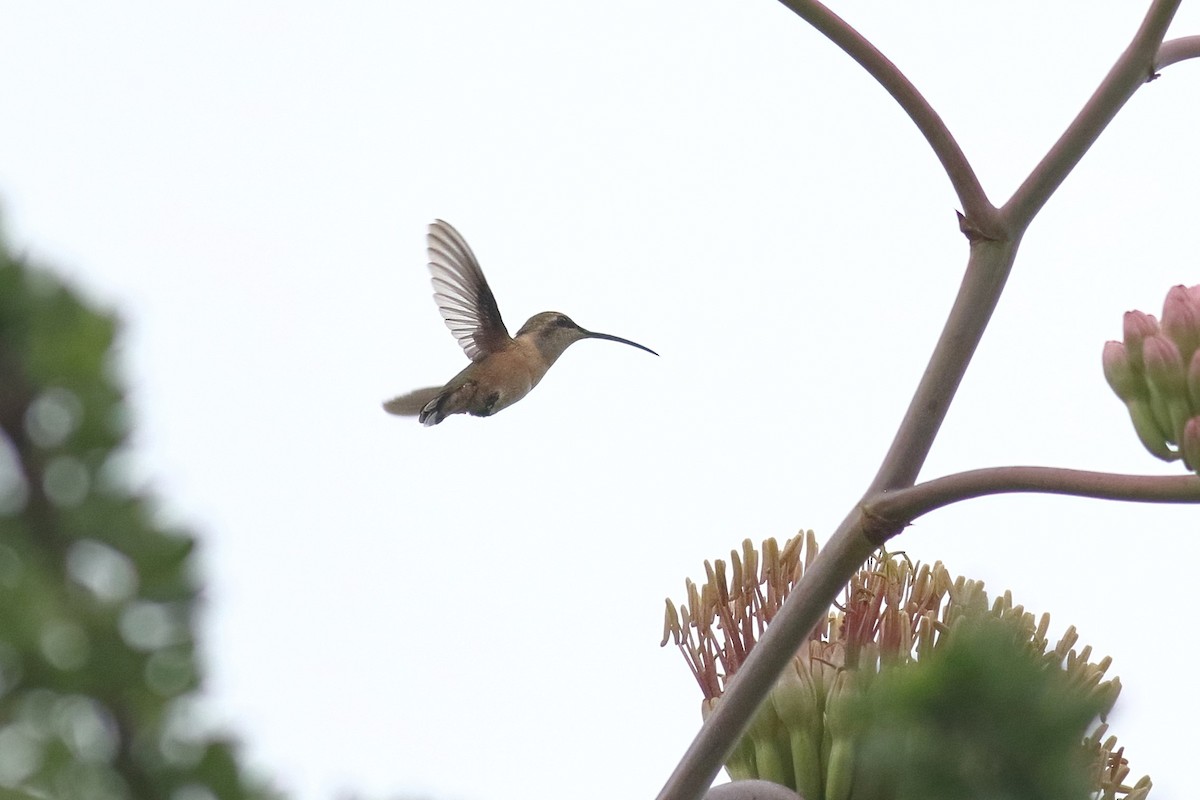 Lucifer Hummingbird - ML477665301