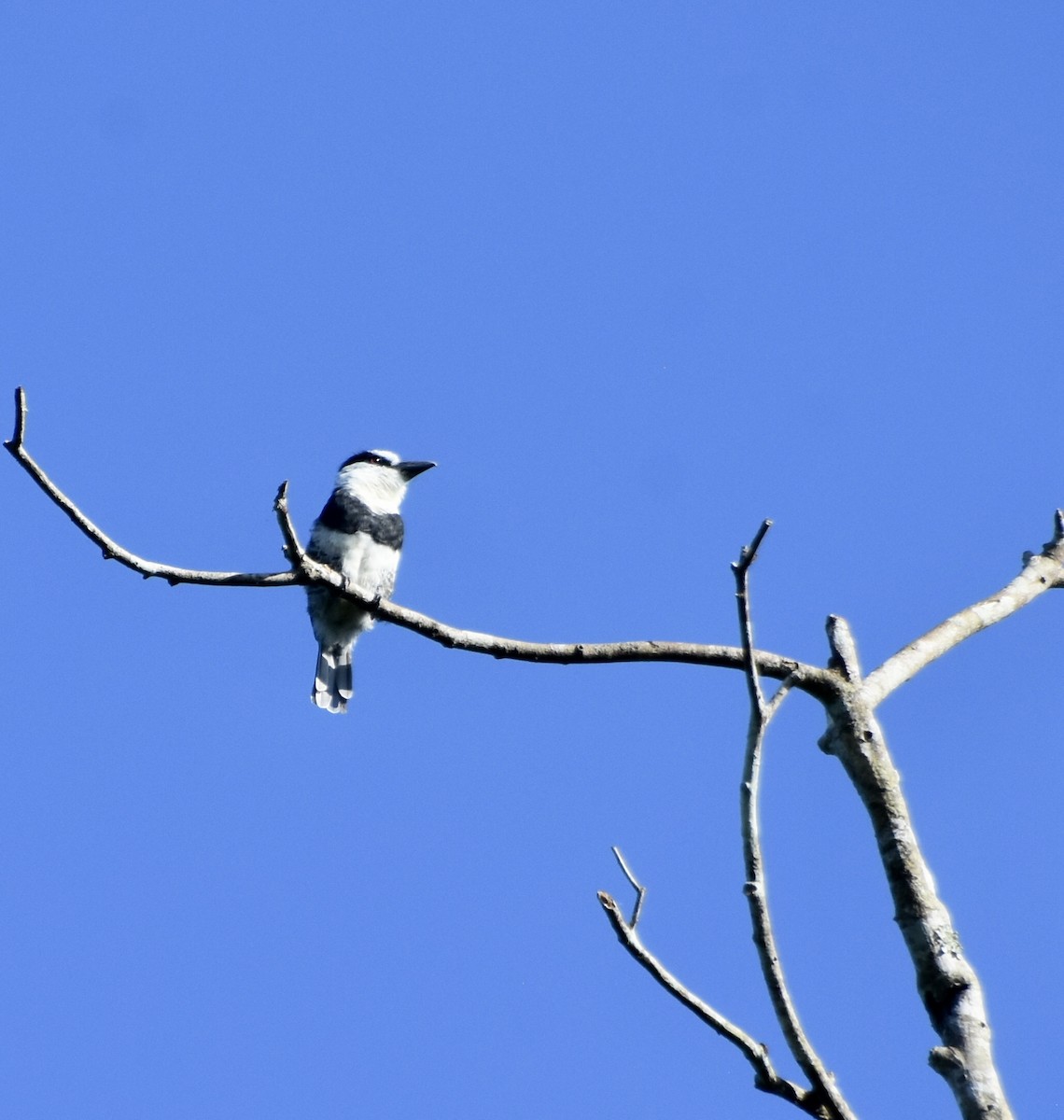 Weißnacken-Faulvogel - ML477665751