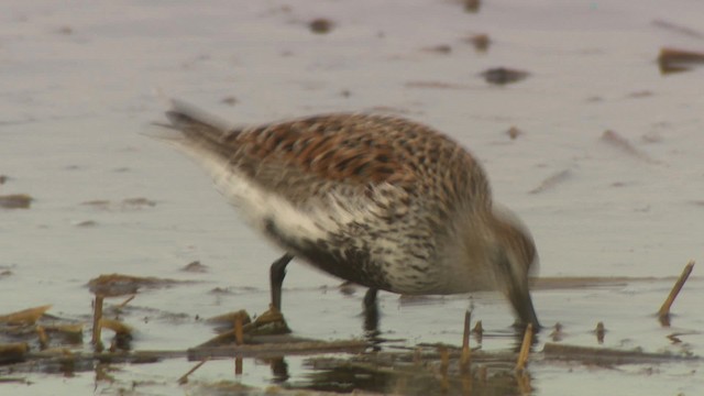 Dunlin - ML477667