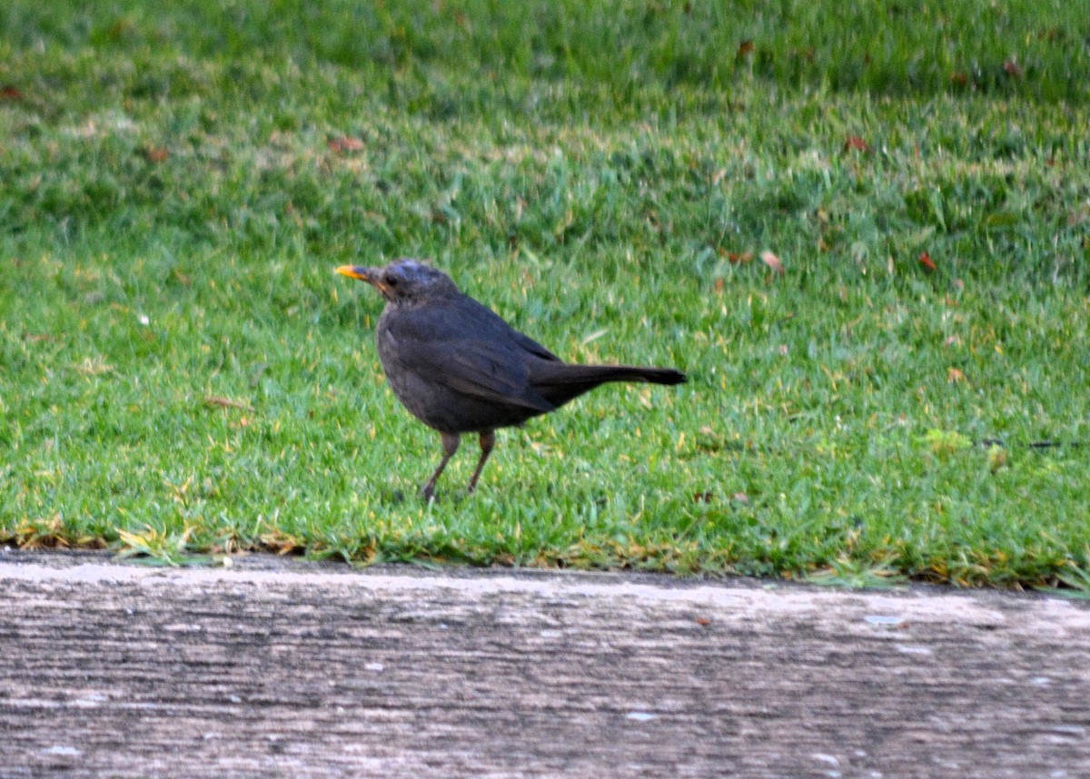 Eurasian Blackbird - ML477667191