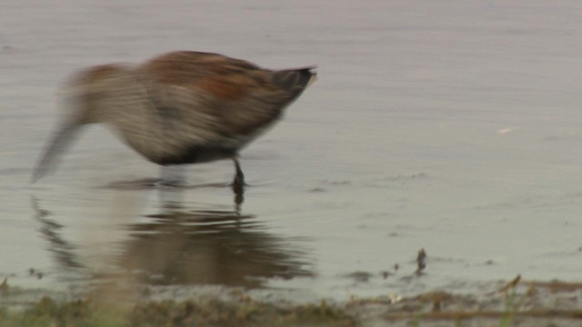 Dunlin - ML477668