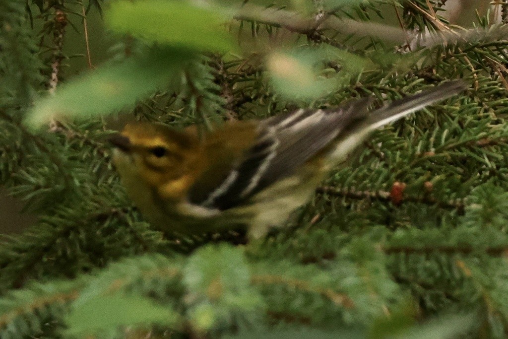 Black-throated Green Warbler - ML477668941