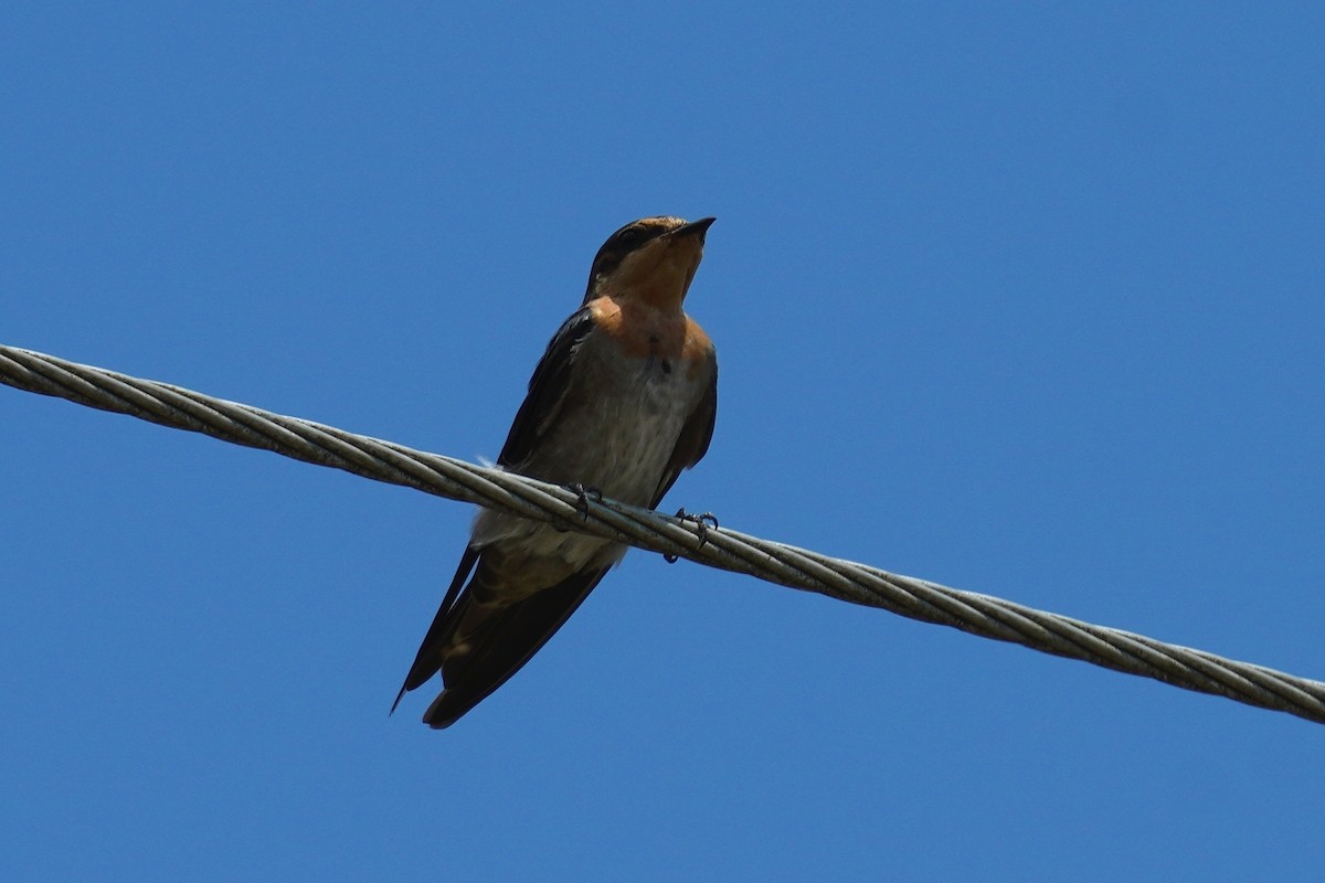 Pacific Swallow - ML477669081