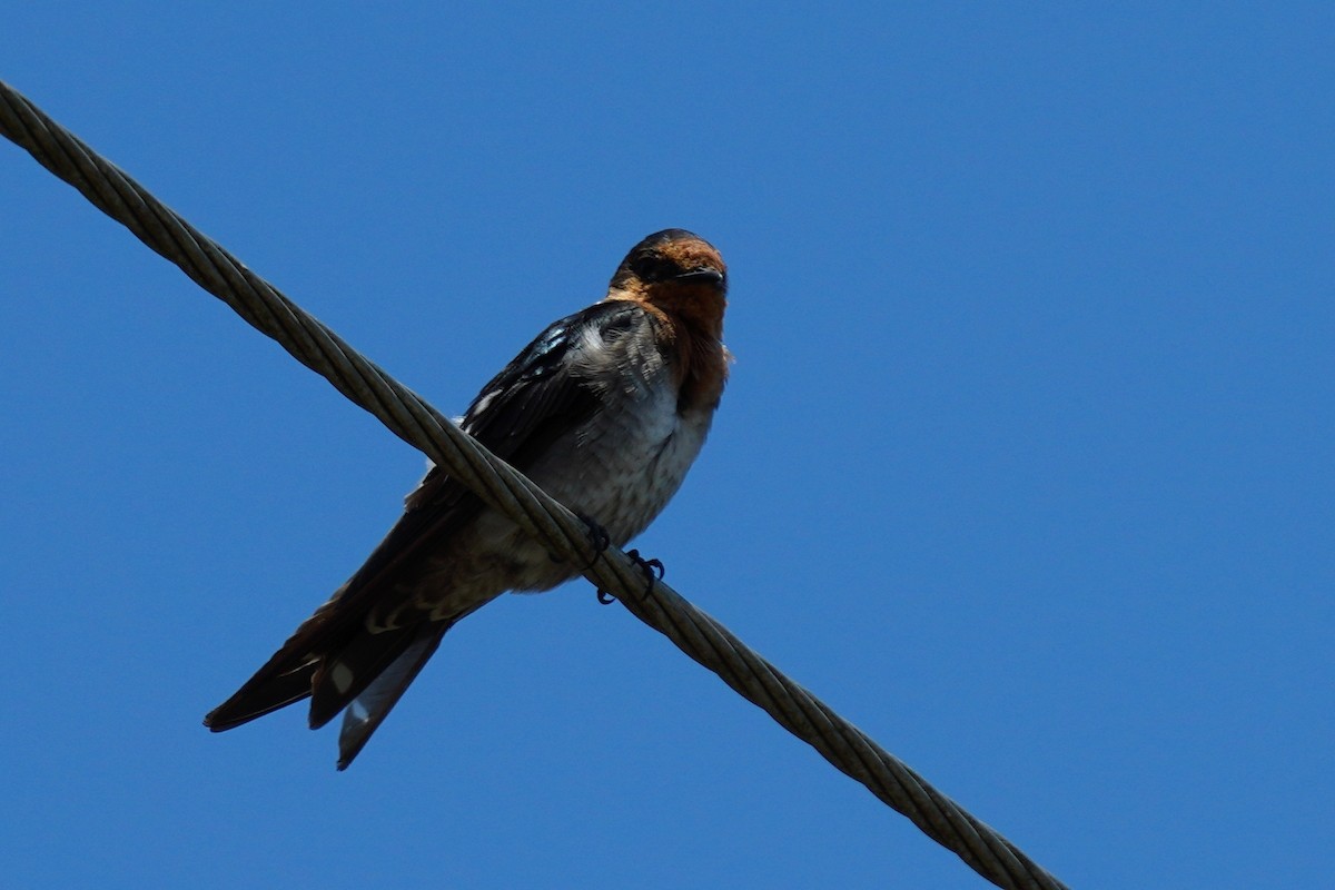 Pacific Swallow - ML477669101