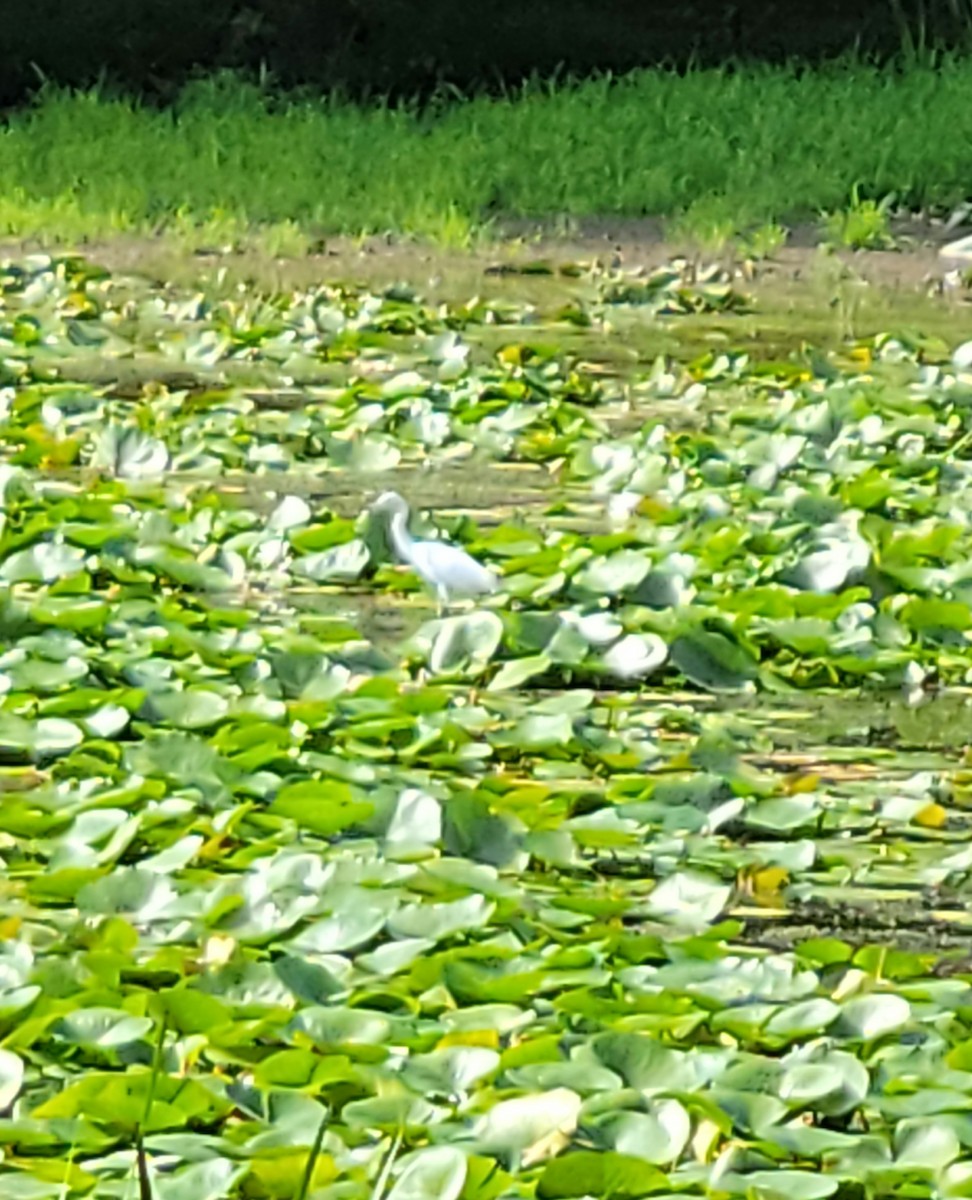 Little Blue Heron - ML477669531