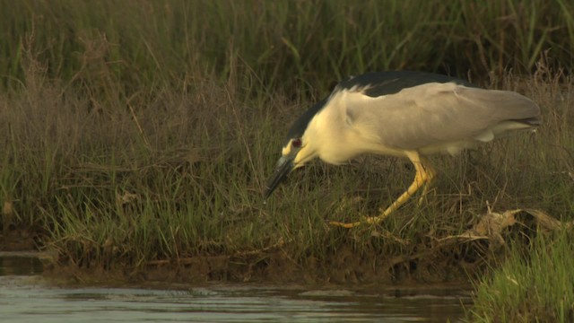 Black-crowned Night Heron (American) - ML477670