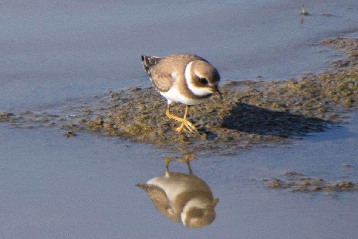 Semipalmated Plover - ML477670861