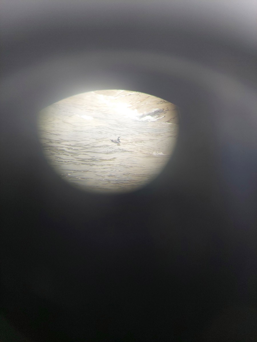 Harlequin Duck - ML477671191