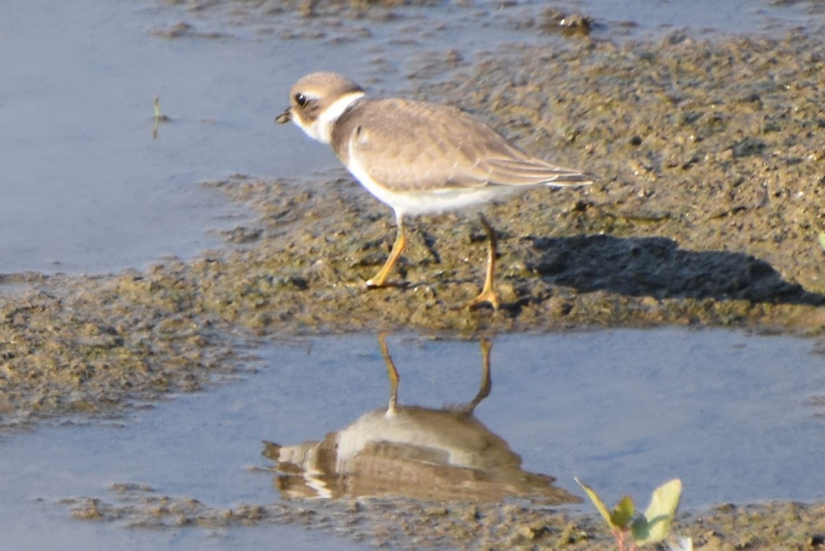 Semipalmated Plover - ML477671421