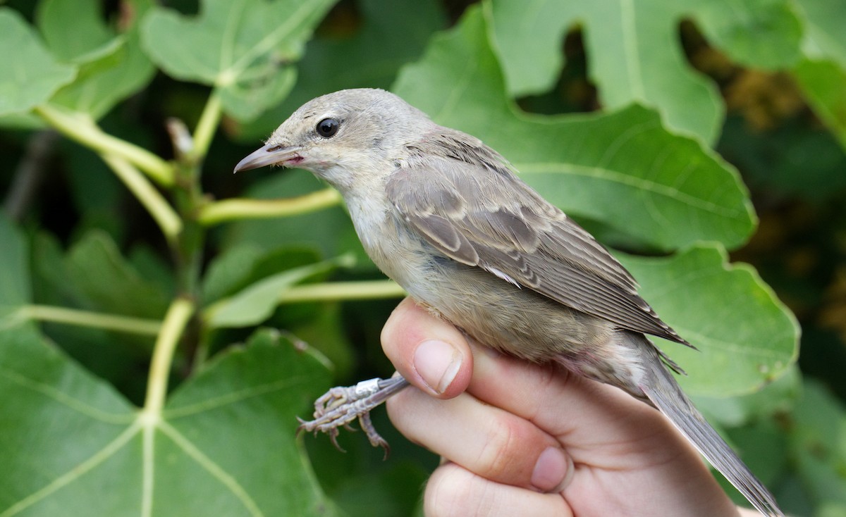 Barred Warbler - ML477672071