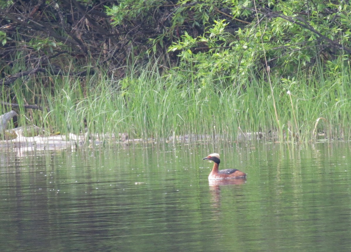 Horned Grebe - Patrice Franche