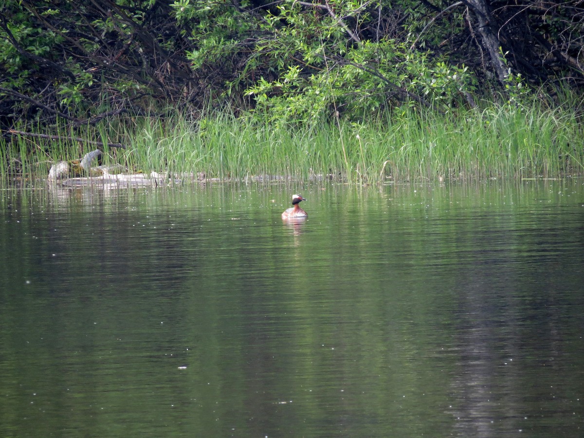 Horned Grebe - Patrice Franche