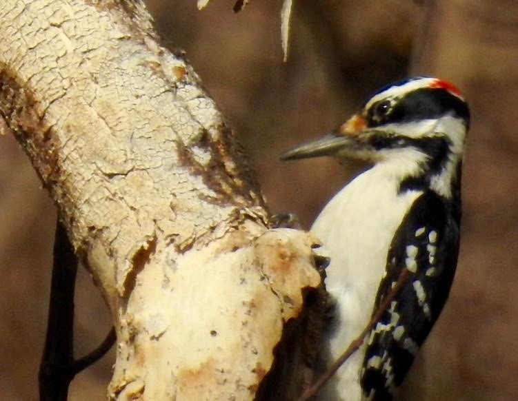 Hairy Woodpecker - Jim Varner