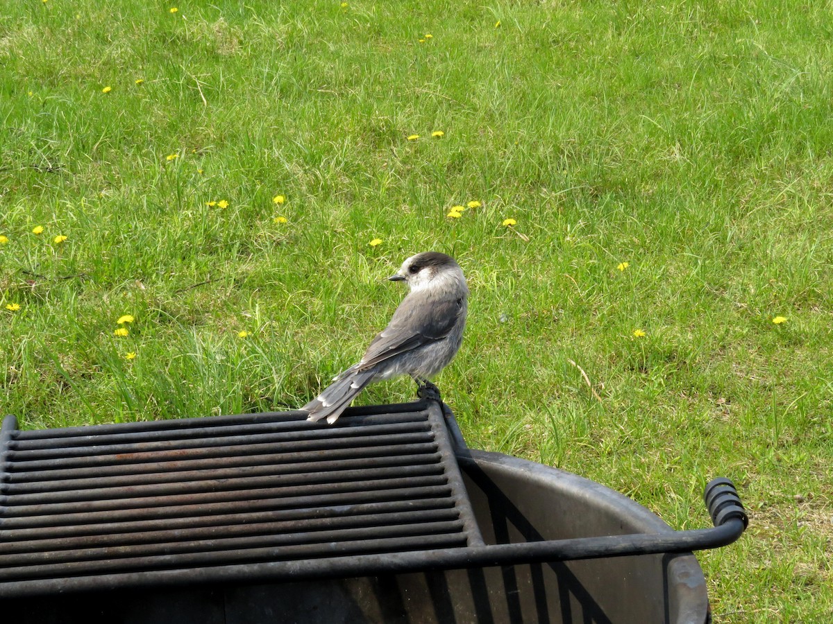 Canada Jay - ML477672981