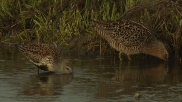 Bécasseau variable - ML477673