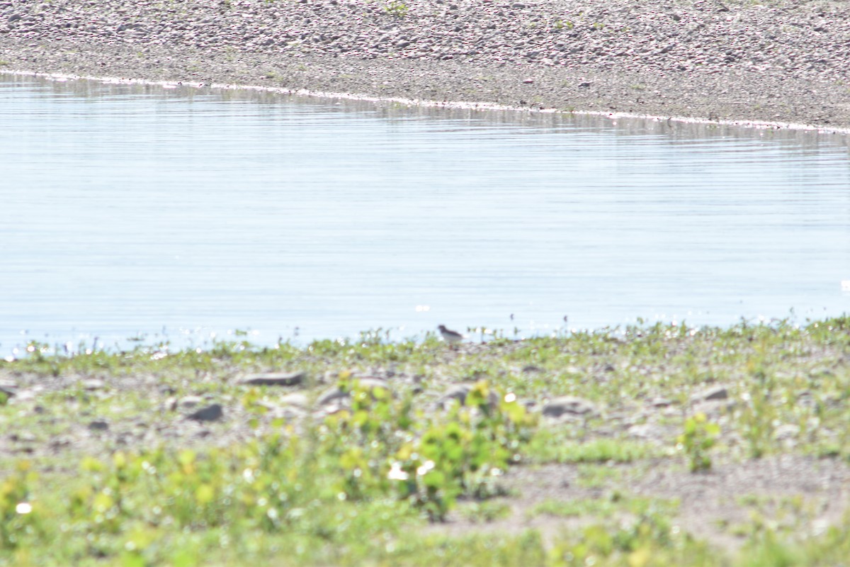 Piping Plover - ML477673031