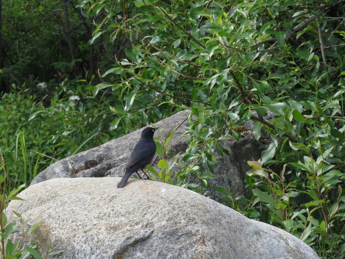 Rusty Blackbird - ML477673061
