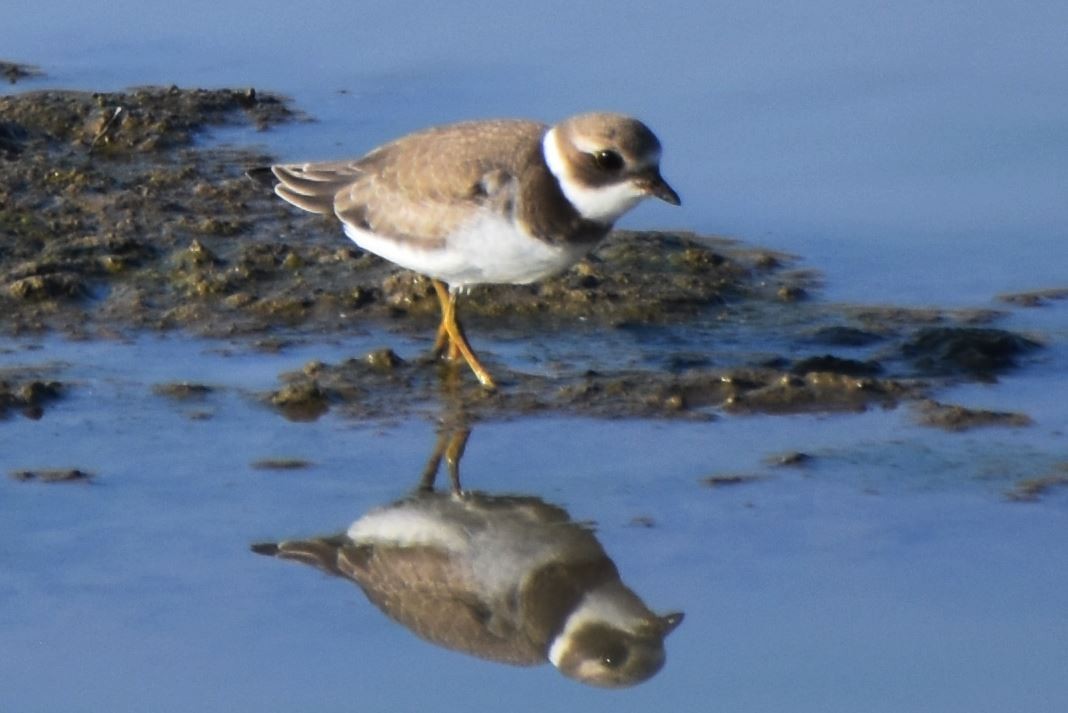 Semipalmated Plover - ML477673181