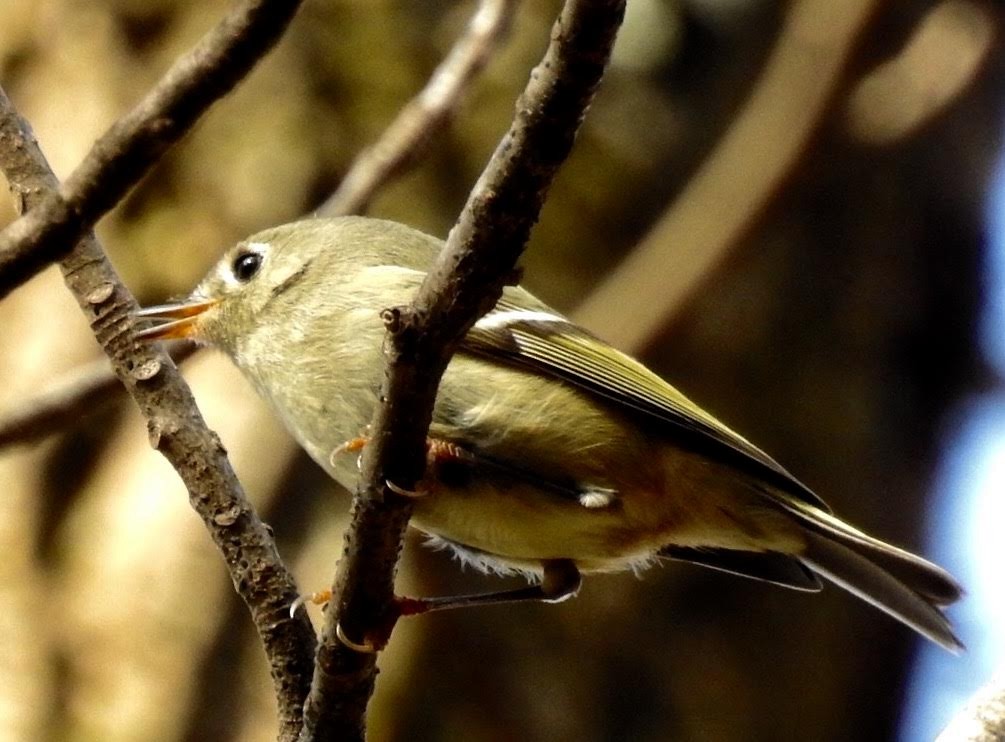 Ruby-crowned Kinglet - ML47767371