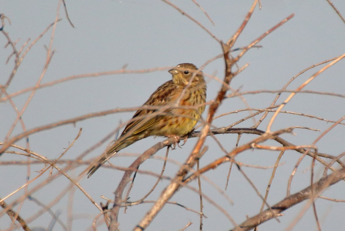 Yellowhammer - ML477674221