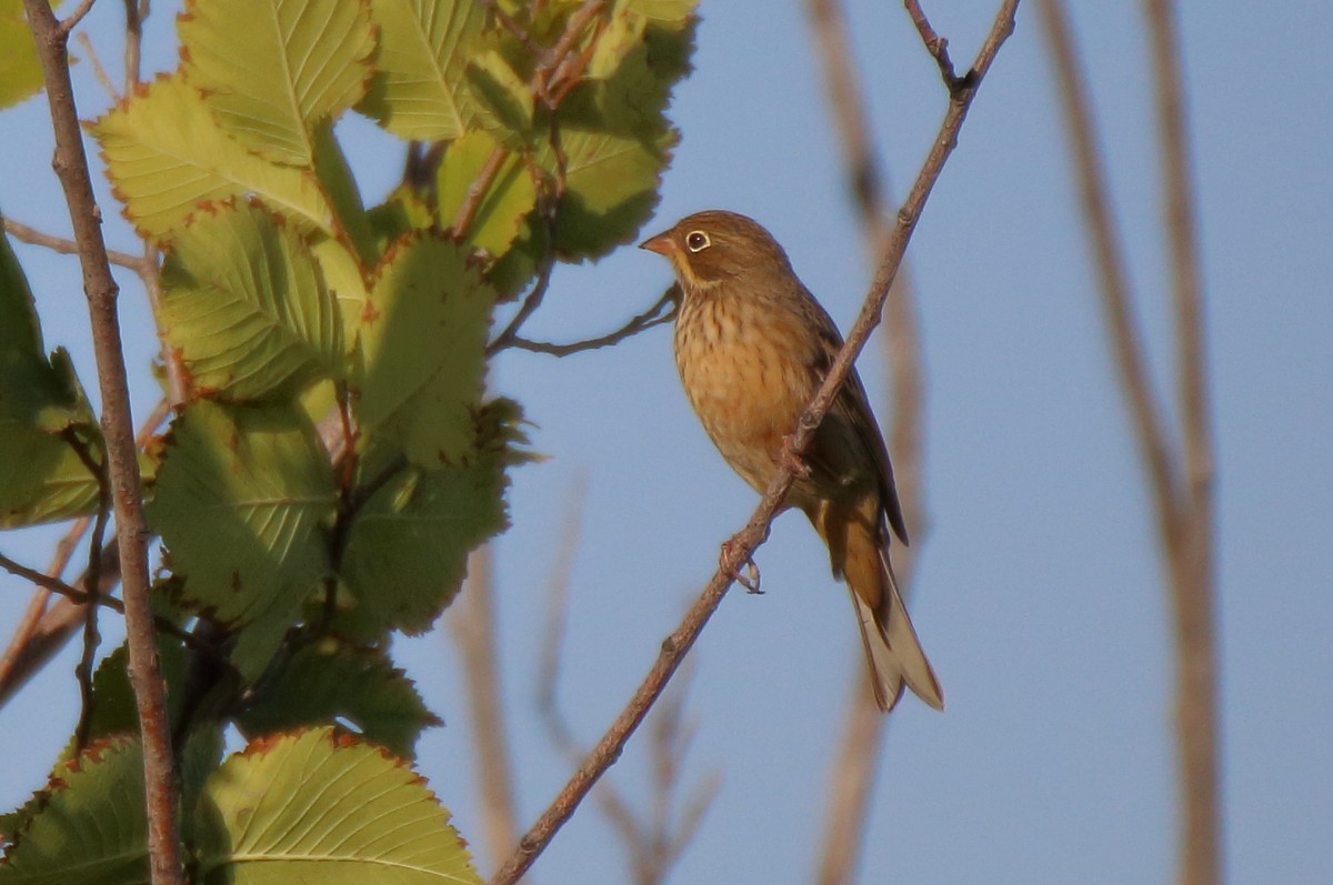 Ortolan Bunting - ML477674241