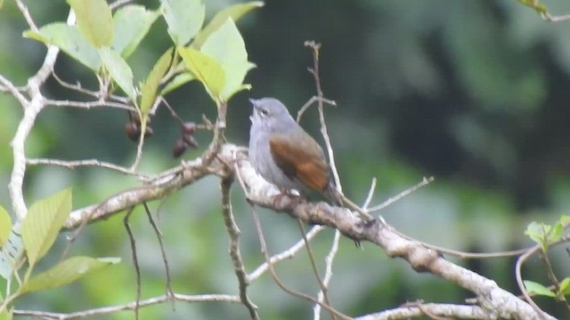 Brown-backed Solitaire - ML477674431