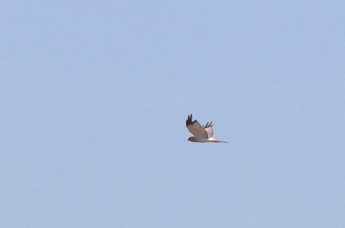 Hen Harrier - ML477674621