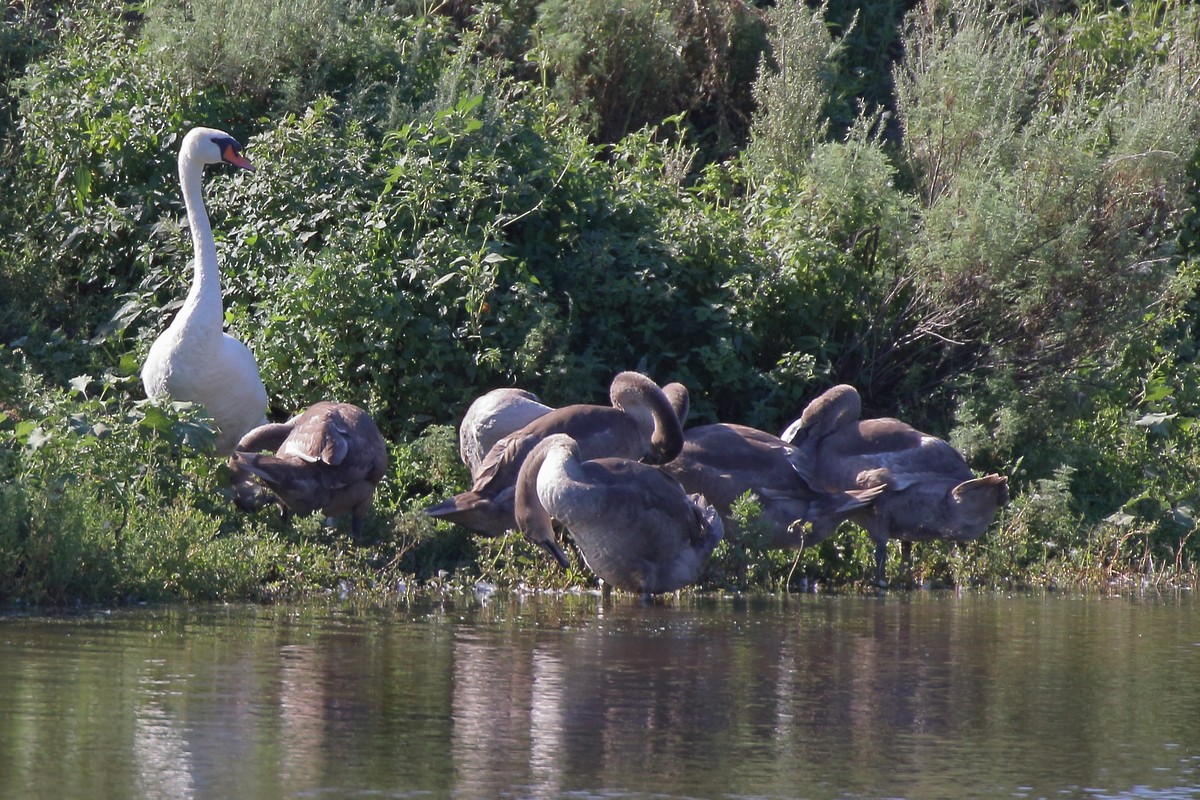 Mute Swan - ML477674951