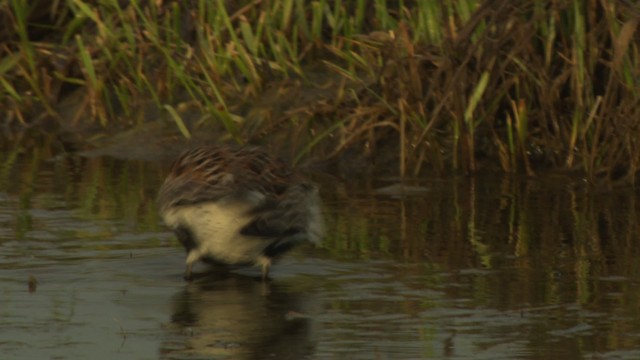 Bécasseau variable - ML477675