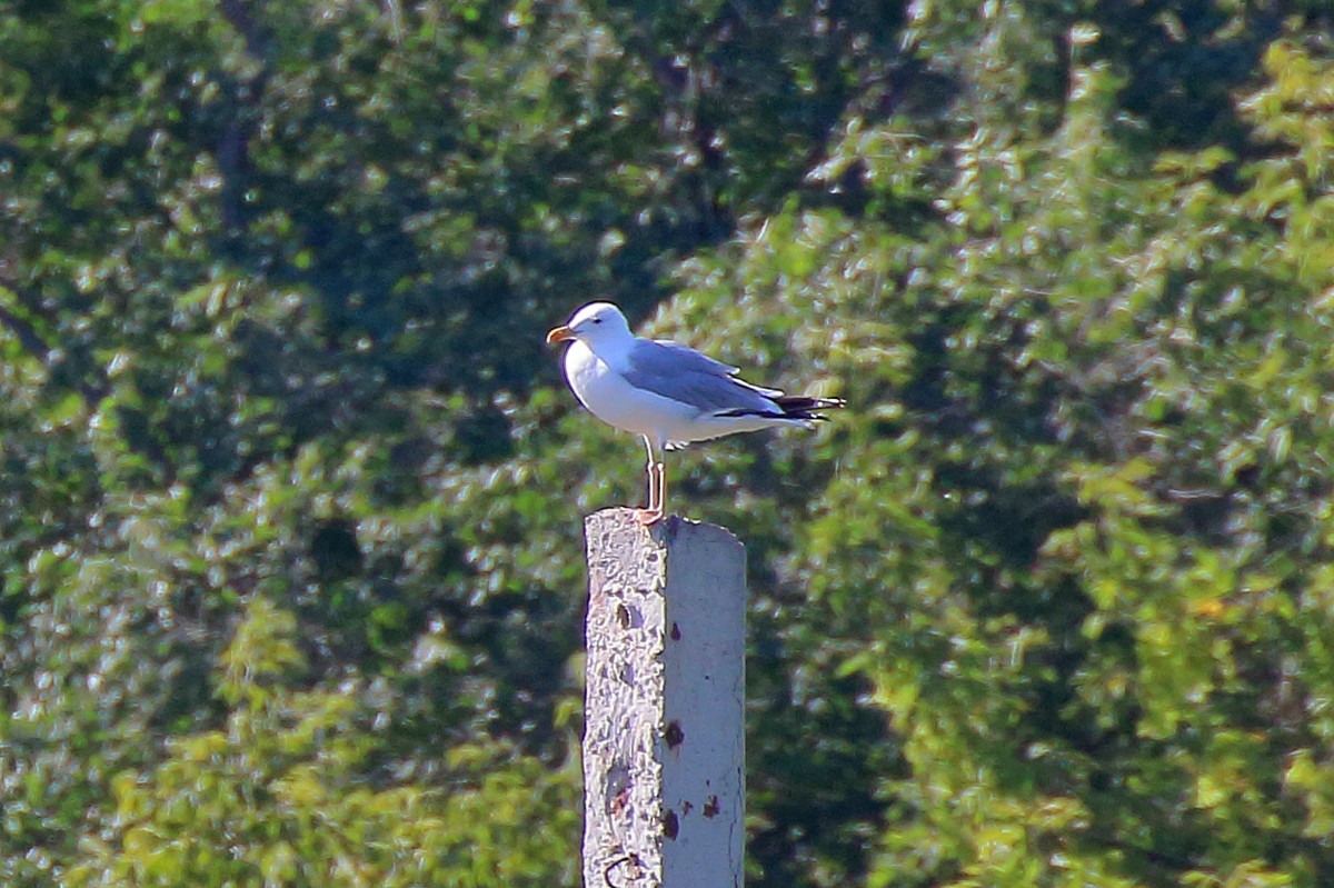 Caspian Gull - ML477675051