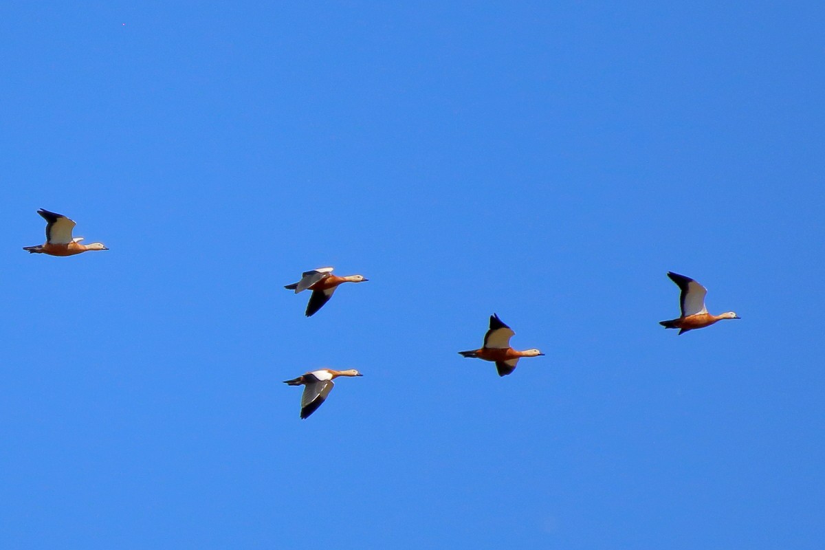 Ruddy Shelduck - ML477675291