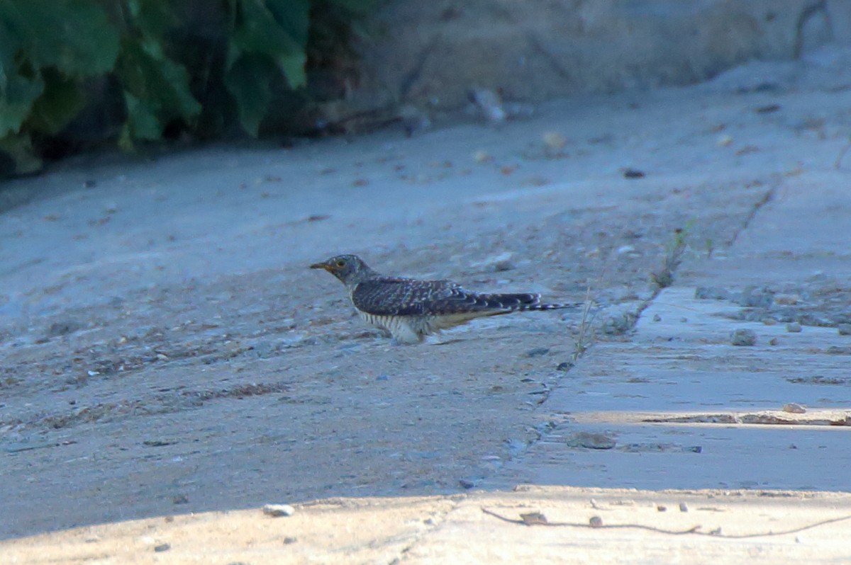 Common Cuckoo - ML477675351