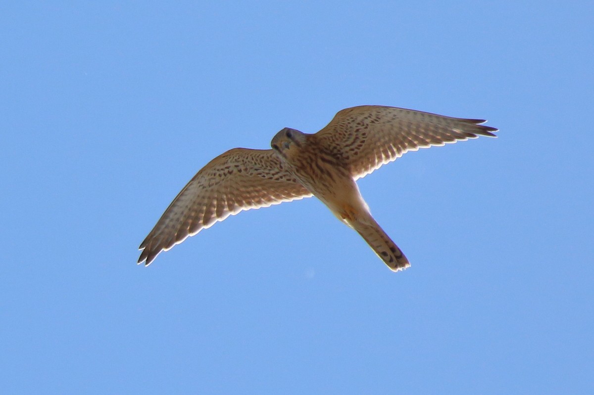 Eurasian Kestrel - ML477675401