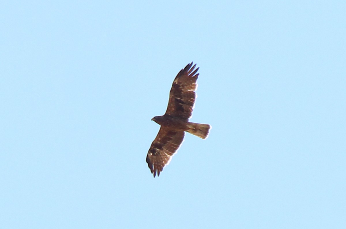 Booted Eagle - ML477675501