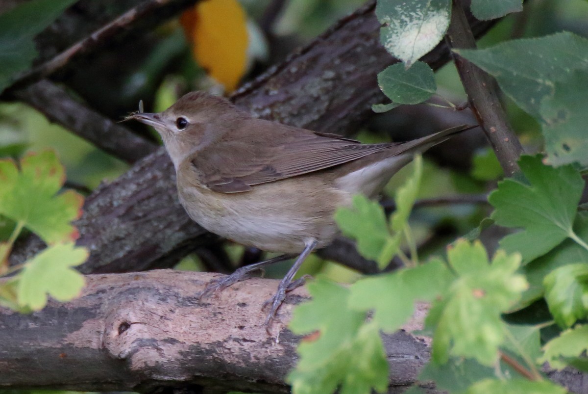 Garden Warbler - ML477675751