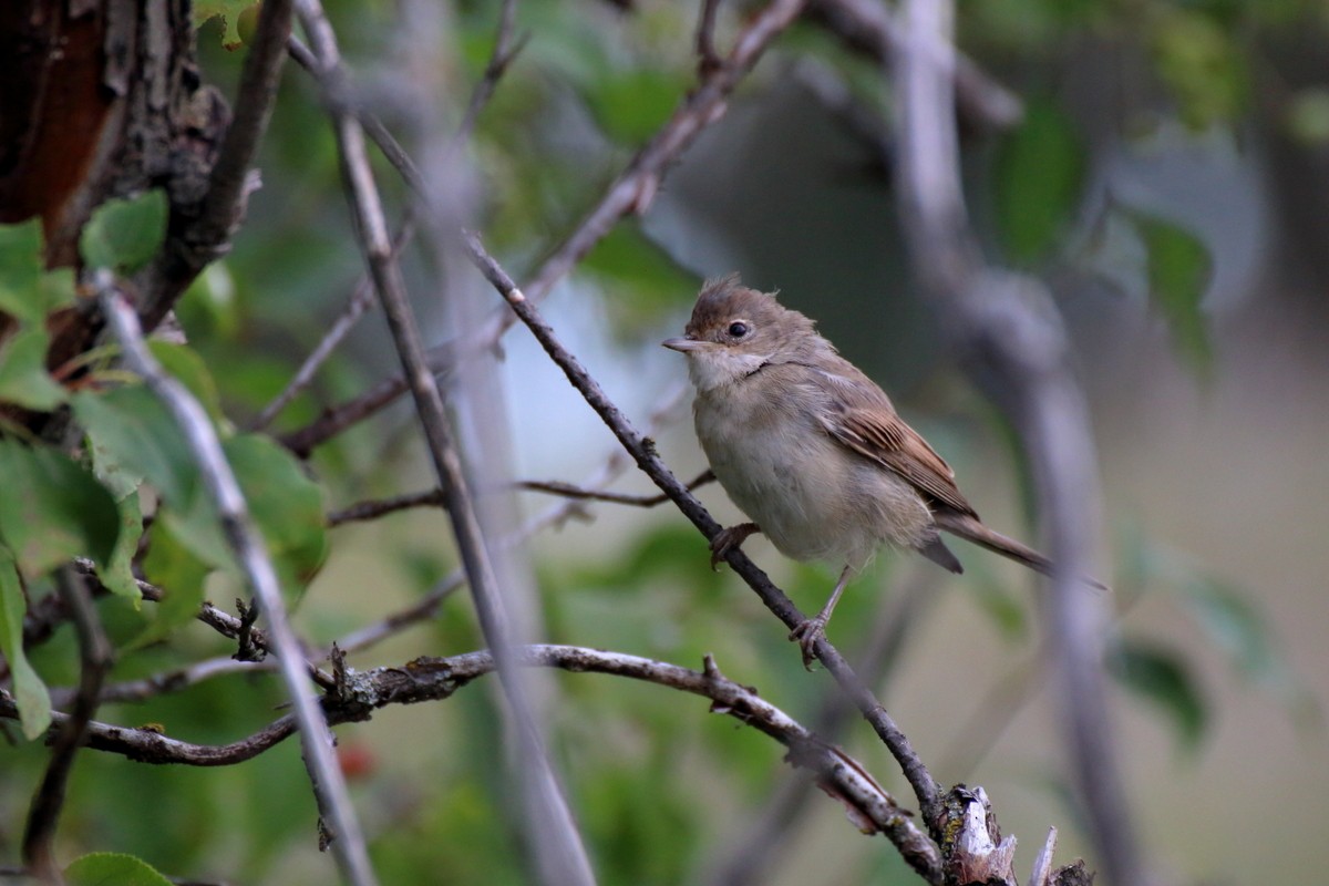 Greater Whitethroat - ML477675831