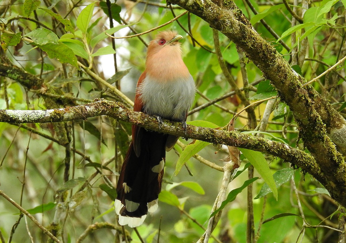 Squirrel Cuckoo - Luciano Breves