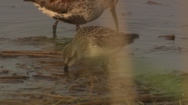 Semipalmated Sandpiper - ML477677