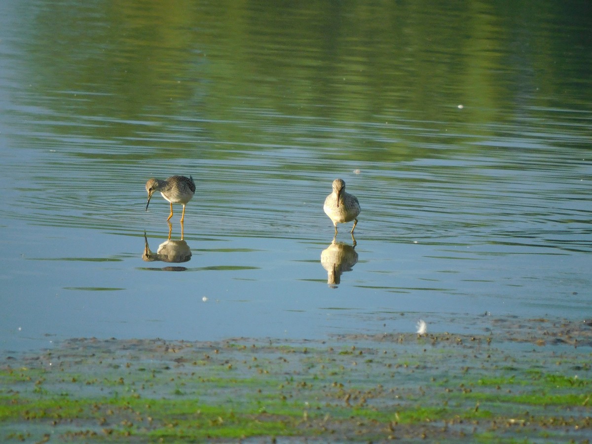 Red Knot - ML477677181