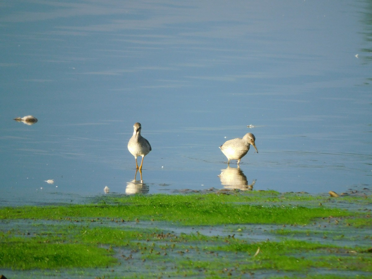 Red Knot - ML477677211