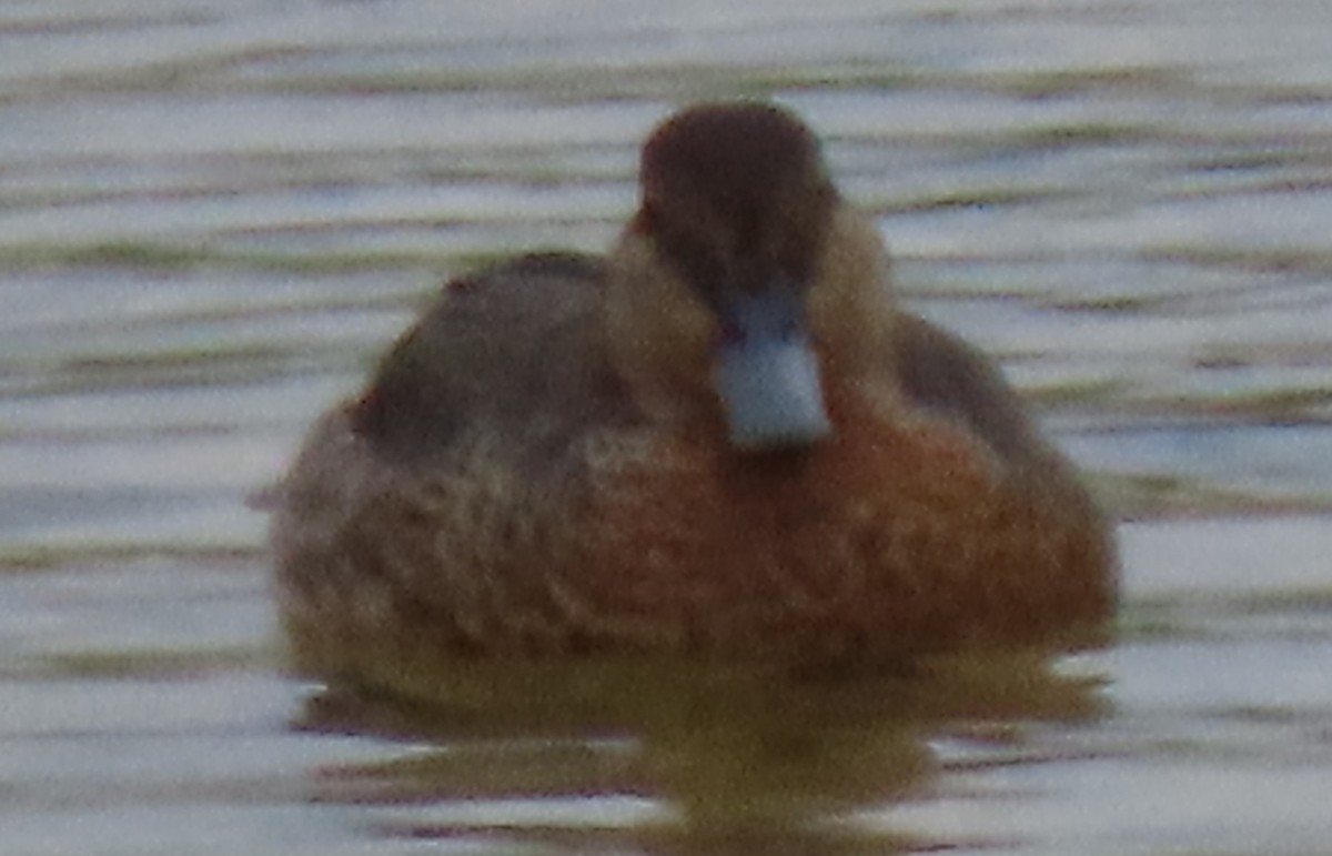 Green-winged Teal - J Berner