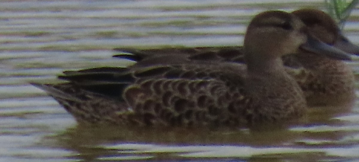 Blue-winged Teal - J Berner