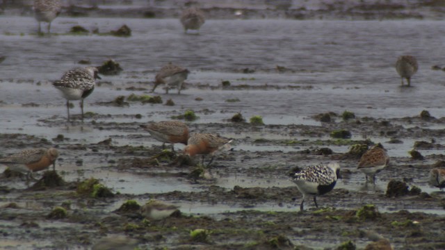 Red Knot - ML477678