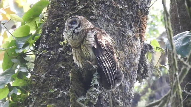 Fulvous Owl - ML477678701