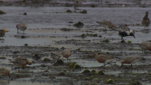 Red Knot - ML477679