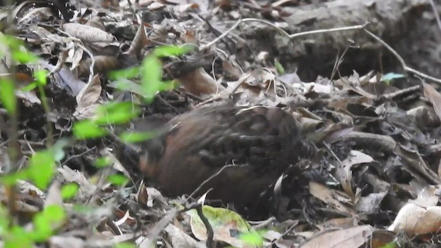 Singing Quail - ML477679141