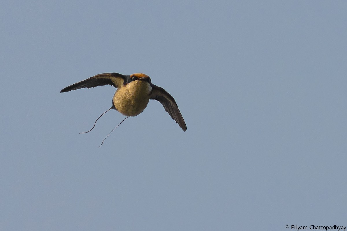 Wire-tailed Swallow - Priyam Chattopadhyay
