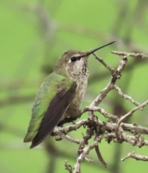 Anna's Hummingbird - ML477680811