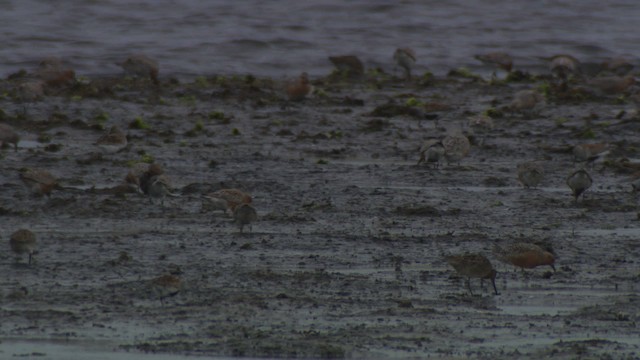 Dunlin - ML477683